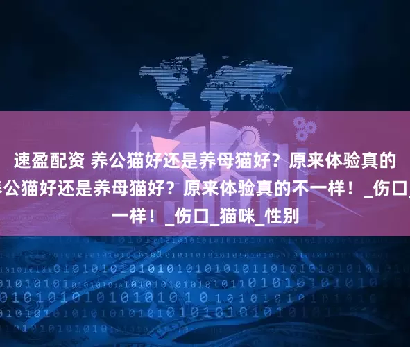 速盈配资 养公猫好还是养母猫好？原来体验真的不一样！养公猫好还是养母猫好？原来体验真的不一样！_伤口_猫咪_性别